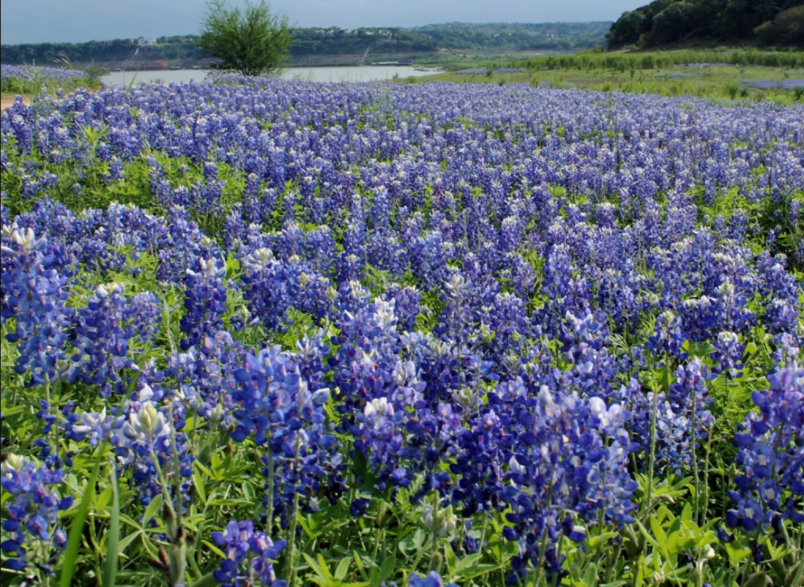 April in Austin: What to Do, Where to Go!